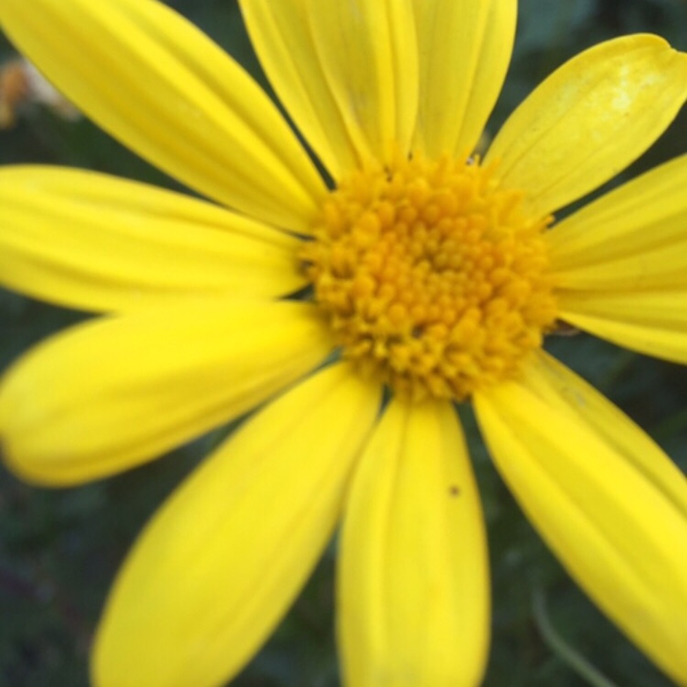 Meet your Posher, Ilaisa